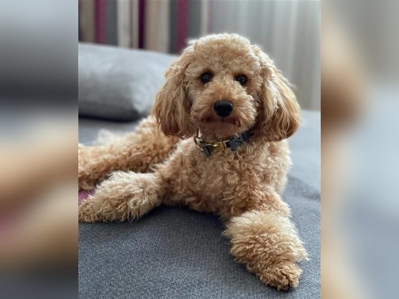 Reinrassige Apricot Zwergpudel Deckrüde Ahnentafel Gentest Patella Katarakte frei, Zuchttauglich