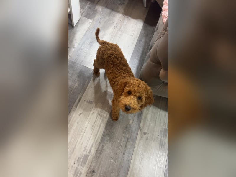 Pudel Rüde Toy-Zwerg