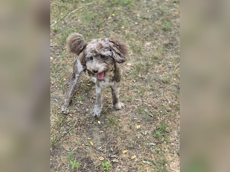 Vacak PP – kleiner Kämpfer mit großem Herzen sucht Liebe!