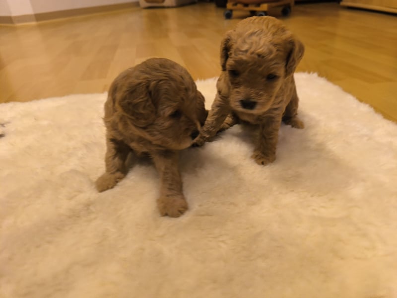 Toy Pudel Welpen