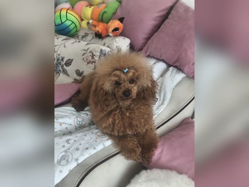 Magnifique Dekrude -Zwergpudel