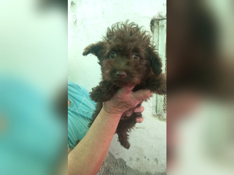 Bojtar, hübscher Pudelwelpe geb. 2025