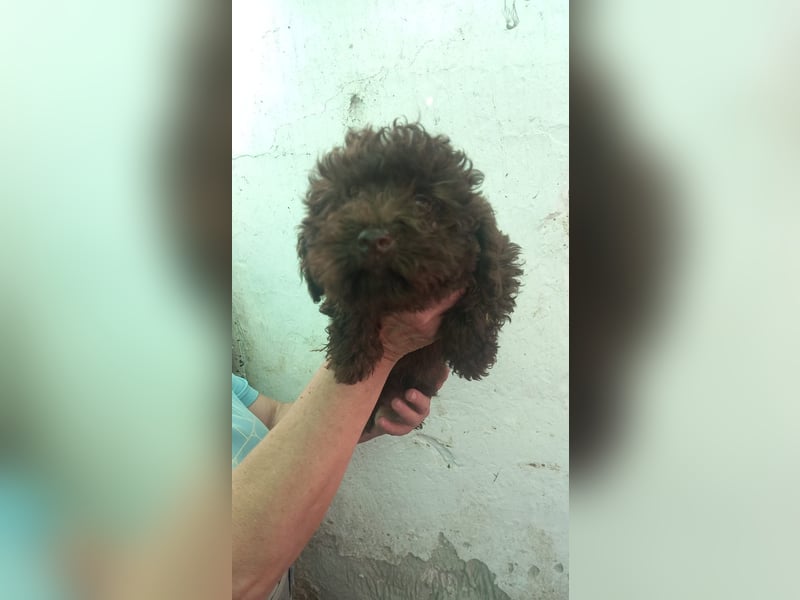 Aldi, verspielter Pudelwelpe geb. 2025