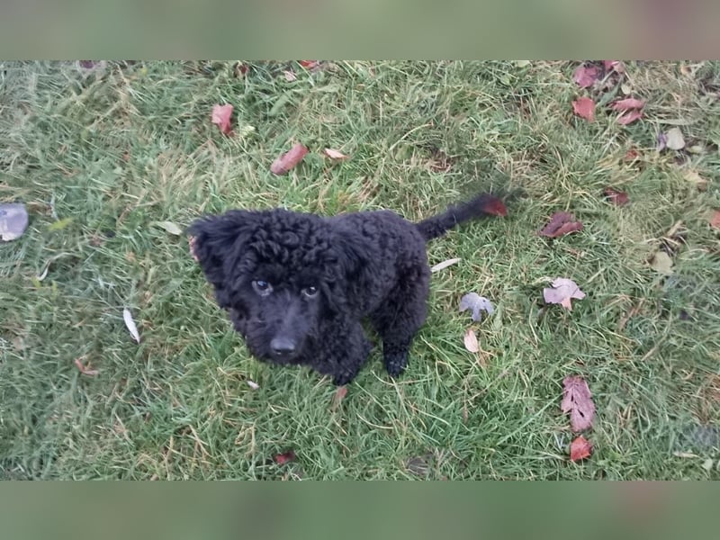 Candras such sein Zuhause!