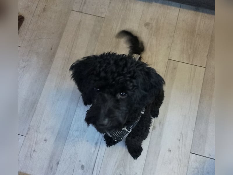 Candras such sein Zuhause!