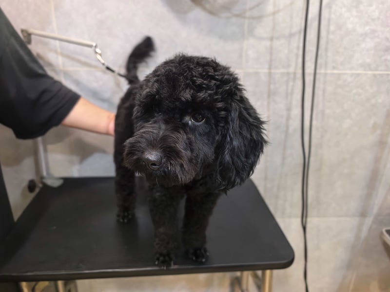 Candras such sein Zuhause!