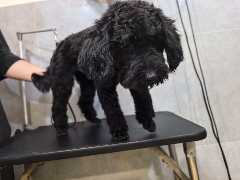 Candras such sein Zuhause!