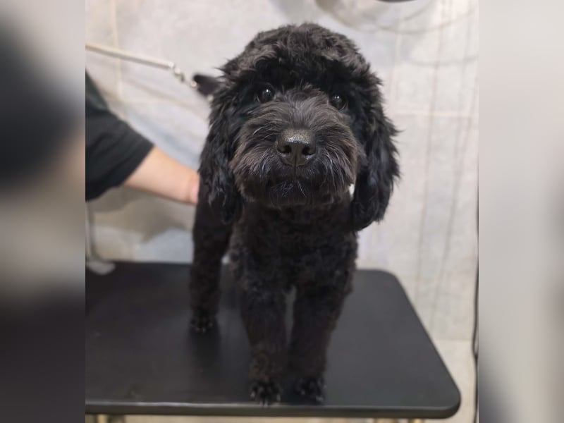 Candras such sein Zuhause!