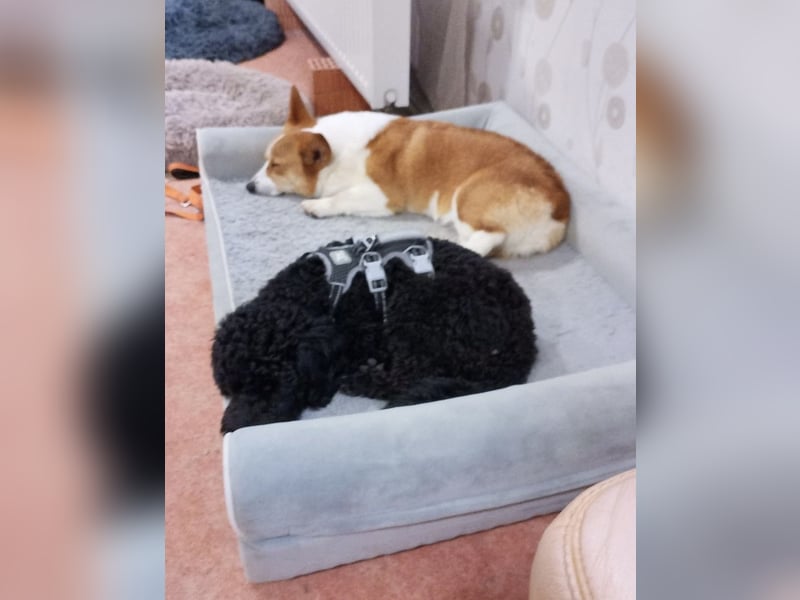 Candras such sein Zuhause!