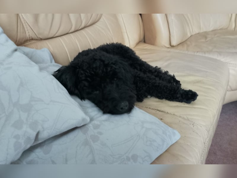 Candras such sein Zuhause!