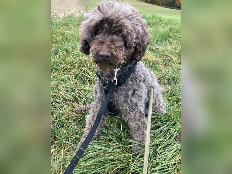 Napsugar, katzenfreundliche Pudeldame geb. 2020