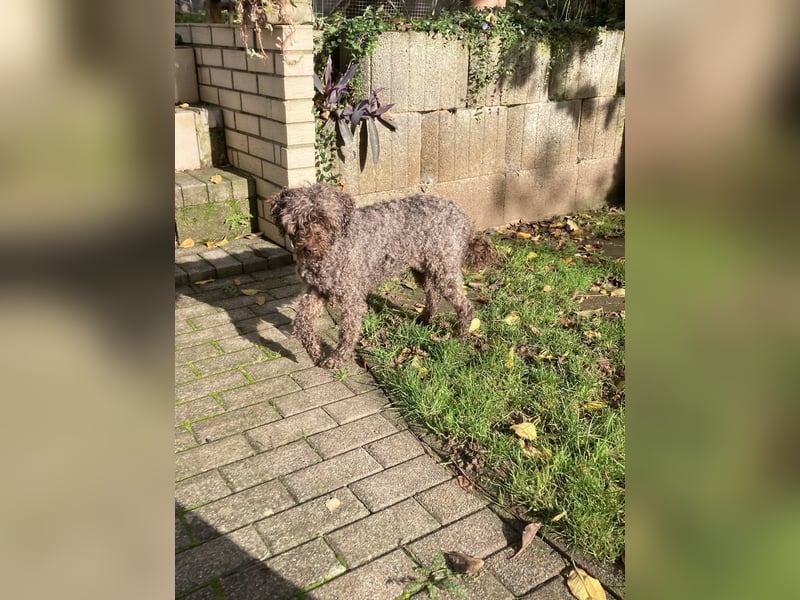 Napsugar, katzenfreundliche Pudeldame geb. 2020