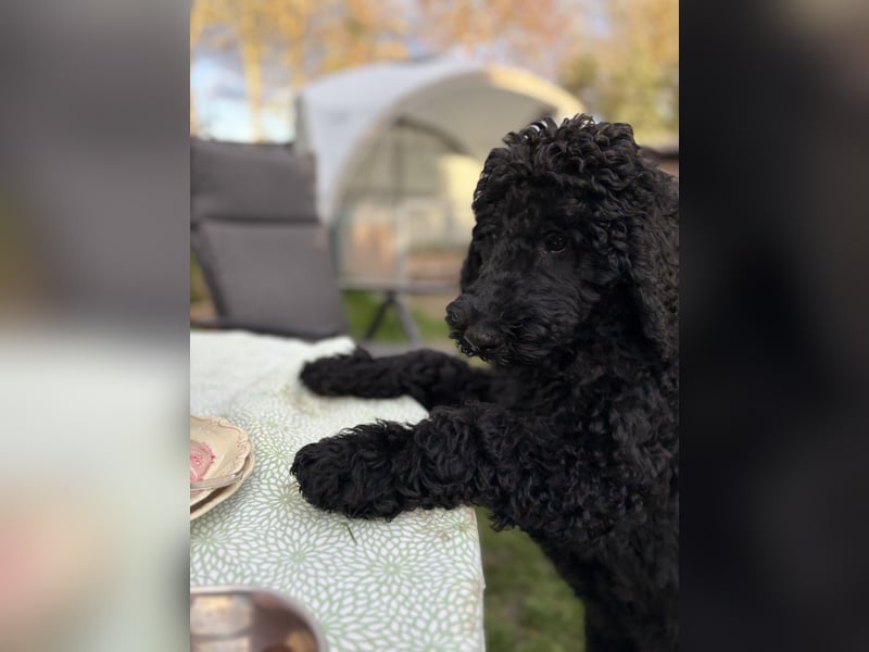 Die Drei vom Kap Arkona (Grosspudelwelpen)