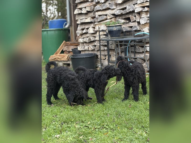 Die Drei vom Kap Arkona (Grosspudelwelpen)