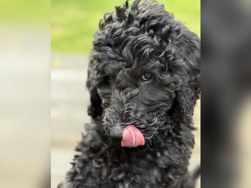 Die Drei vom Kap Arkona (Grosspudelwelpen)