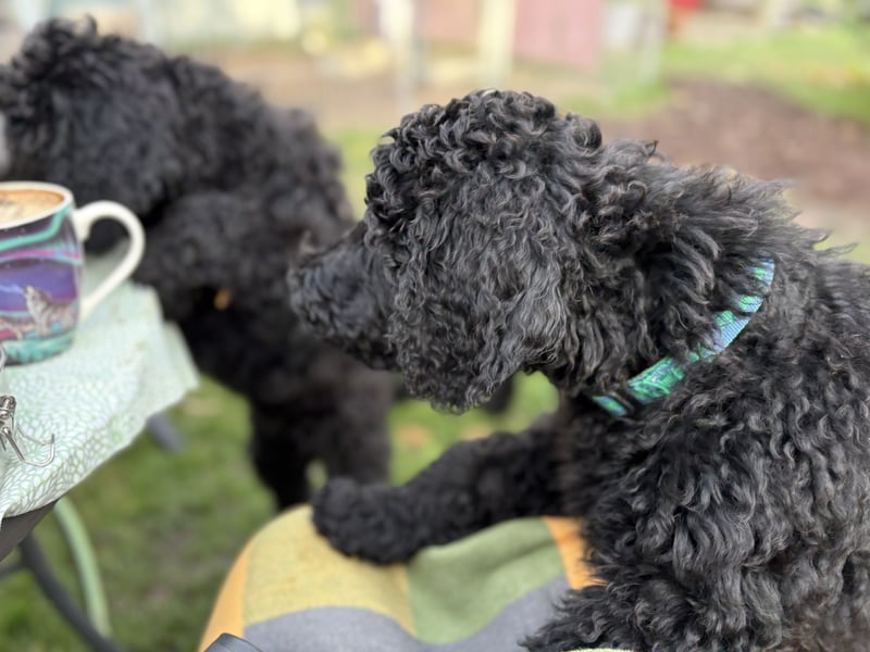 Die Drei vom Kap Arkona (Grosspudelwelpen)