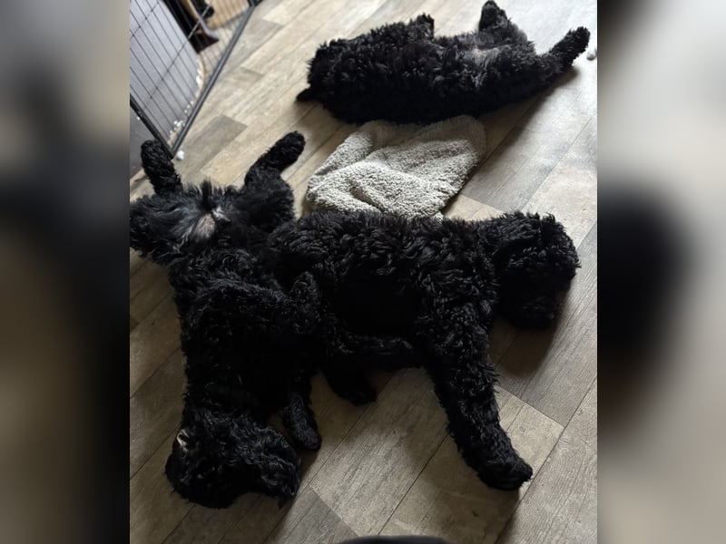 Die Drei vom Kap Arkona (Grosspudelwelpen)