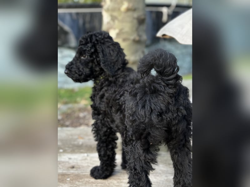 Die Drei vom Kap Arkona (Grosspudelwelpen)