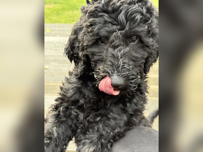 Die Drei vom Kap Arkona (Grosspudelwelpen)