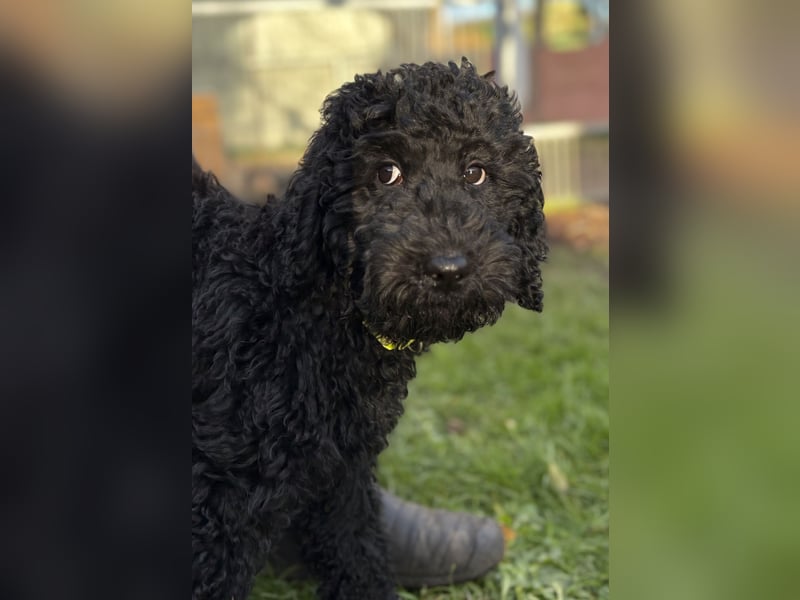 Die Drei vom Kap Arkona (Grosspudelwelpen)