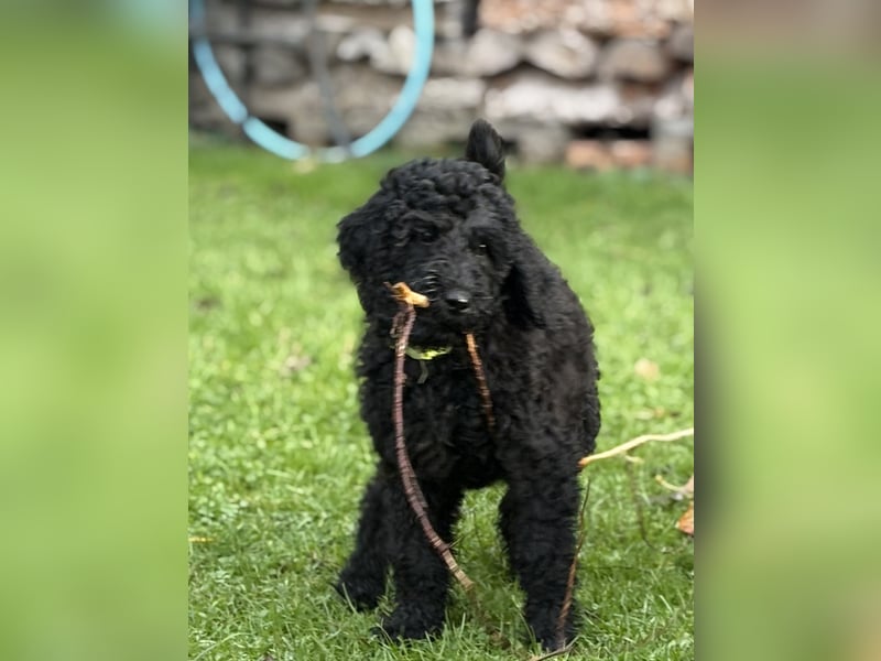 Die Drei vom Kap Arkona (Grosspudelwelpen)