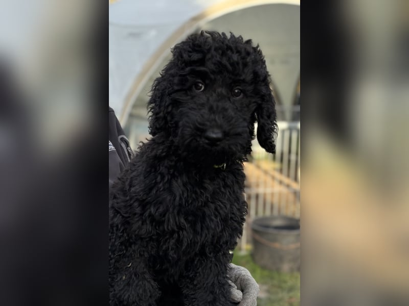 Die Drei vom Kap Arkona (Grosspudelwelpen)