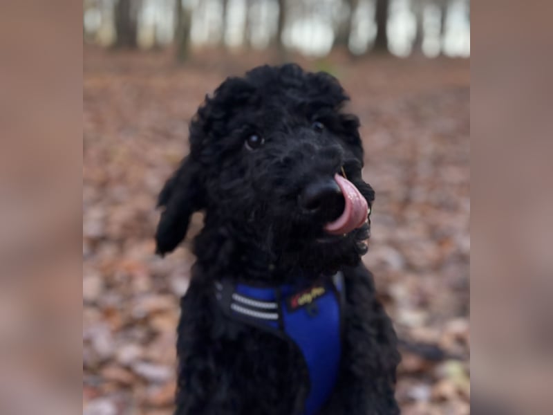 Die Drei vom Kap Arkona (Grosspudelwelpen)