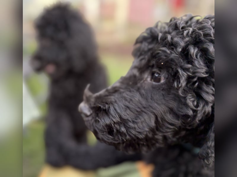 Die Drei vom Kap Arkona (Grosspudelwelpen)