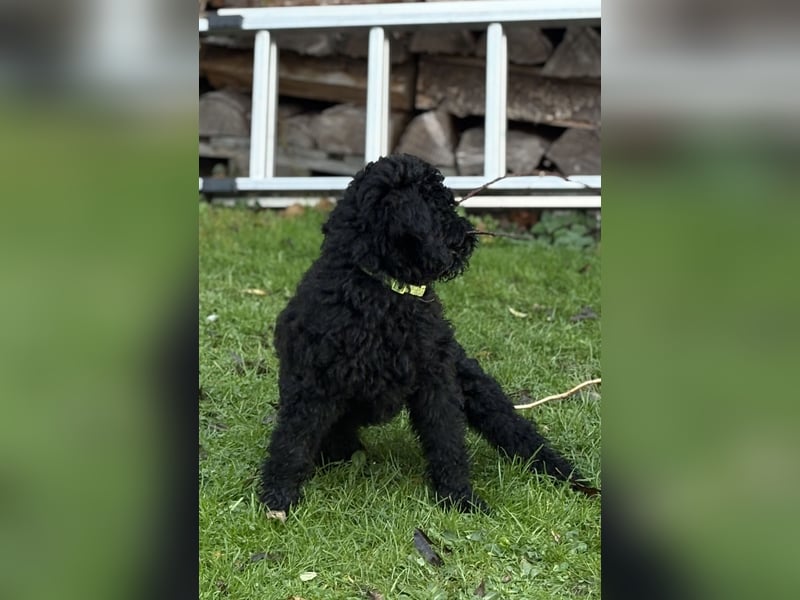 Die Drei vom Kap Arkona (Grosspudelwelpen)