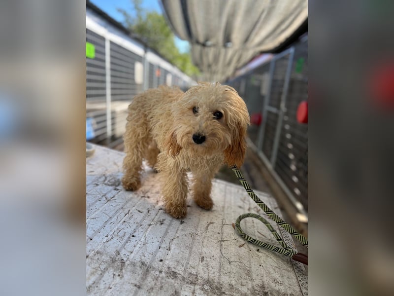 Lütyö PP – kleiner Pudelmann wünscht sich eine Familie