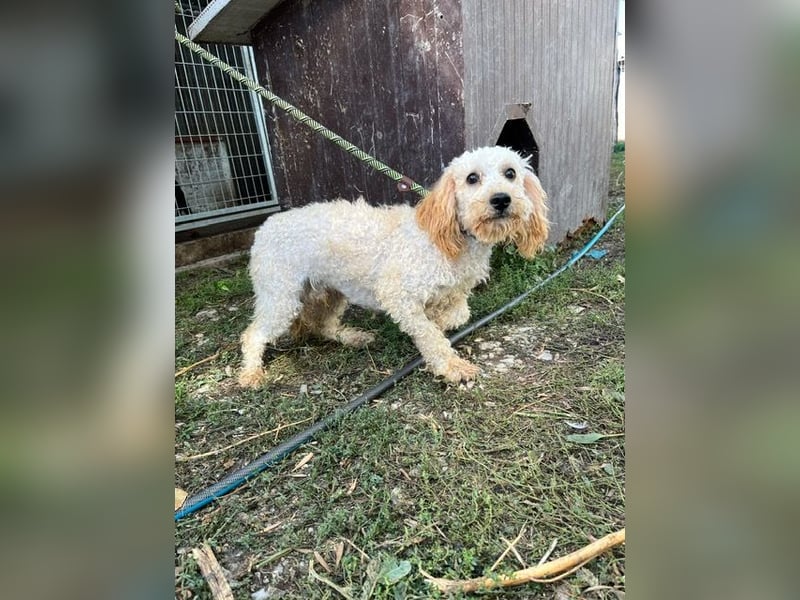 Pipa PP – kleiner Pudelmann wünscht sich eine Familie