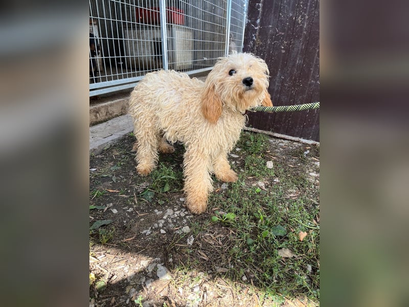 Lütyö PP – kleiner Pudelmann wünscht sich eine Familie