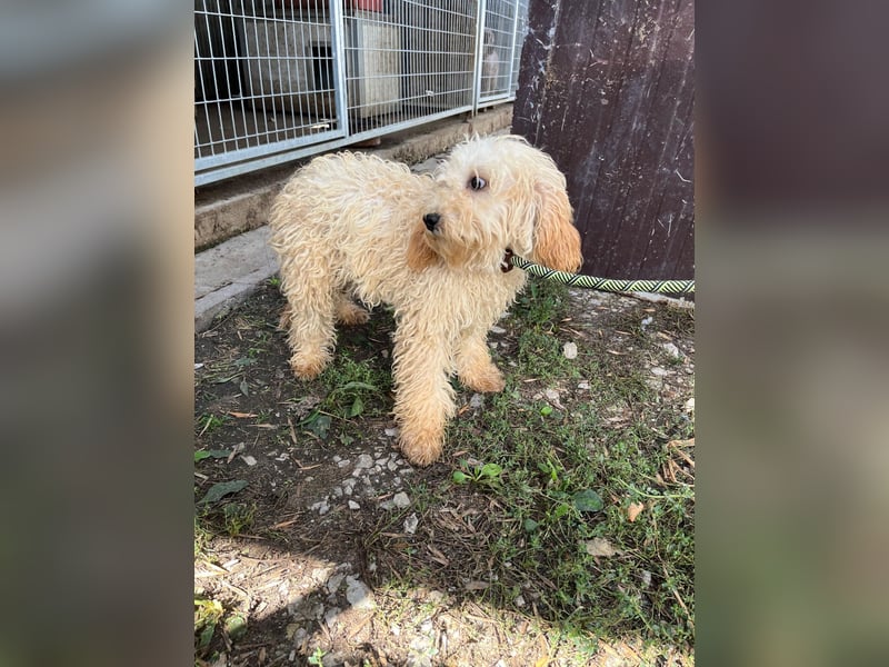 Lütyö PP – kleiner Pudelmann wünscht sich eine Familie