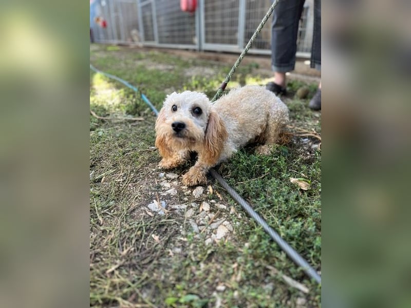 Pipa PP – kleiner Pudelmann wünscht sich eine Familie