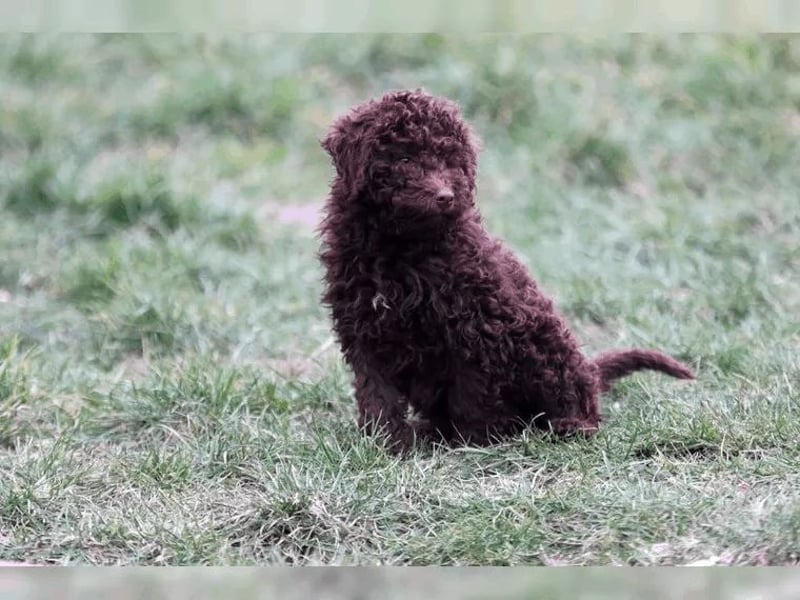 Lagotto Romagnolo