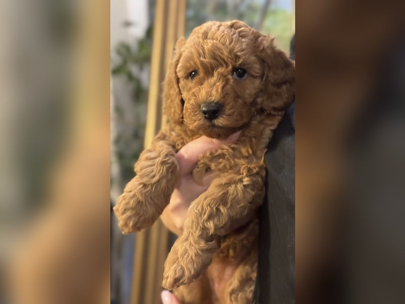 Pudel Welpen Zwergpudel aus Champion-Familie in fawn red braun Elterntiere mit Ahnentafel FCI Toy