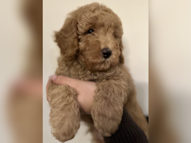 Pudel Welpen Zwergpudel aus Champion-Familie in fawn red braun Elterntiere mit Ahnentafel FCI Toy