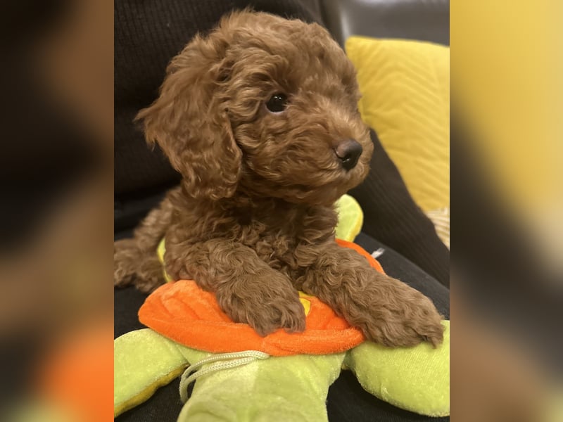 Pudel Welpen Zwergpudel aus Champion-Familie in fawn red braun Elterntiere mit Ahnentafel FCI Toy