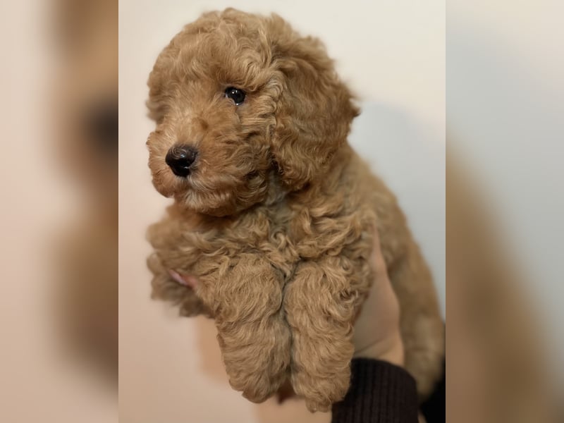 Pudel Welpen Zwergpudel aus Champion-Familie in fawn red braun Elterntiere mit Ahnentafel FCI Toy