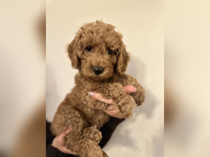 Pudel Welpen Zwergpudel aus Champion-Familie in fawn red braun Elterntiere mit Ahnentafel FCI Toy