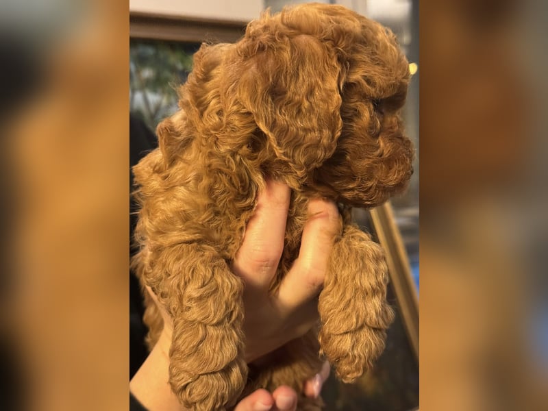 Pudel Welpen Zwergpudel aus Champion-Familie in fawn red braun Elterntiere mit Ahnentafel FCI Toy