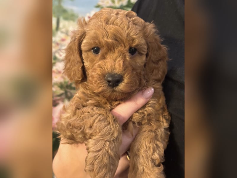 Pudel Welpen Zwergpudel aus Champion-Familie in fawn red braun Elterntiere mit Ahnentafel FCI Toy