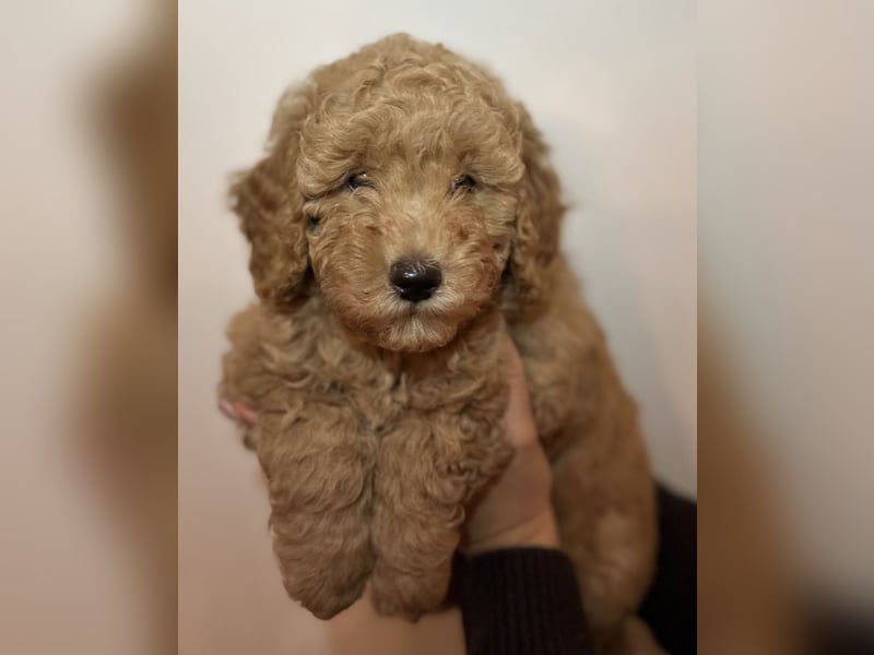 Pudel Welpen Zwergpudel aus Champion-Familie in fawn red braun Elterntiere mit Ahnentafel FCI Toy