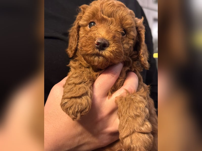 Pudel Welpen Zwergpudel aus Champion-Familie in fawn red braun Elterntiere mit Ahnentafel FCI Toy