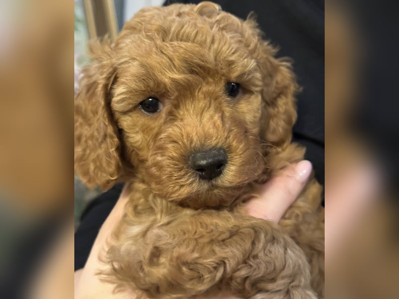 Pudel Welpen Zwergpudel aus Champion-Familie in fawn red braun Elterntiere mit Ahnentafel FCI Toy