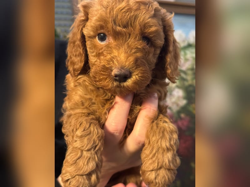Pudel Welpen Zwergpudel aus Champion-Familie in fawn red braun Elterntiere mit Ahnentafel FCI Toy