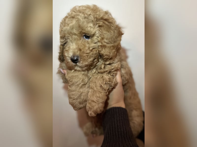 Pudel Welpen Zwergpudel aus Champion-Familie in fawn red braun Elterntiere mit Ahnentafel FCI Toy
