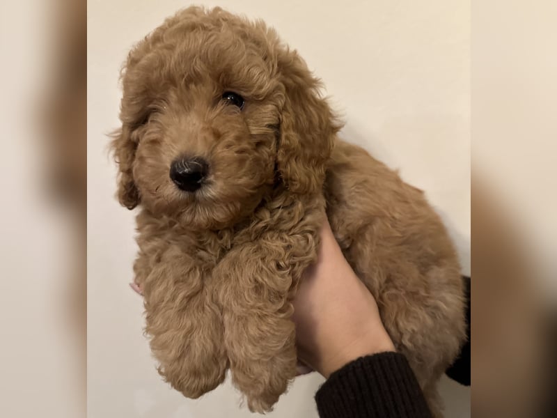 Pudel Welpen Zwergpudel aus Champion-Familie in fawn red braun Elterntiere mit Ahnentafel FCI Toy