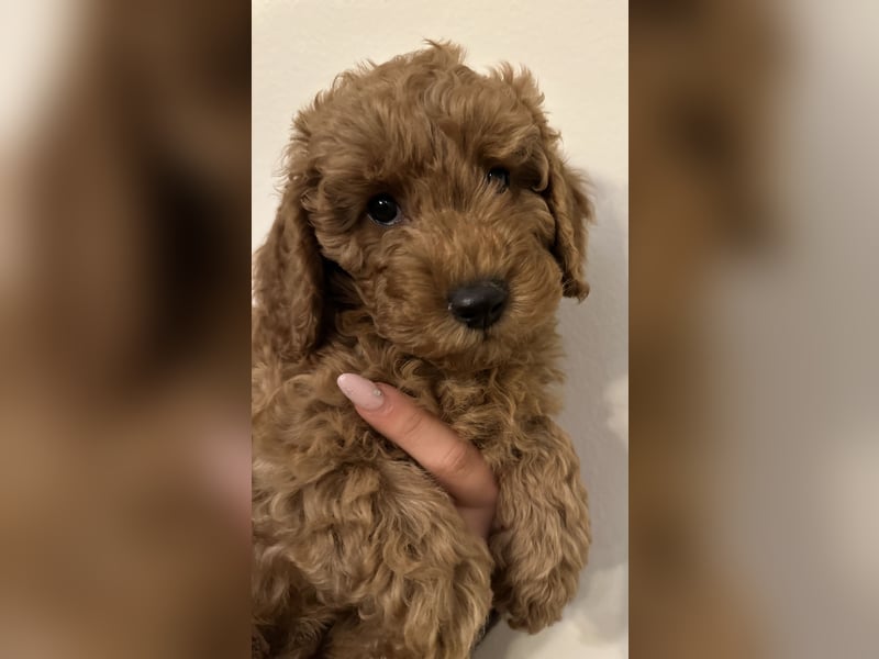 Pudel Welpen Zwergpudel aus Champion-Familie in fawn red braun Elterntiere mit Ahnentafel FCI Toy
