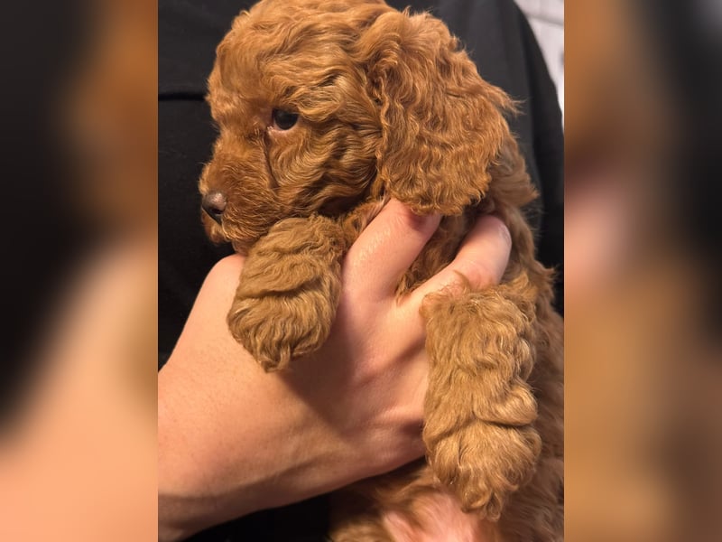 Pudel Welpen Zwergpudel aus Champion-Familie in fawn red braun Elterntiere mit Ahnentafel FCI Toy